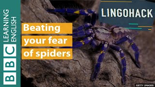 Beating your fear of spiders - Lingohack