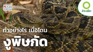 ความเชื่อเรื่องพิษงู ที่ทดลองหาความจริง | สารคดี สำรวจโลก