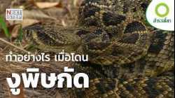 ความเชื่อเรื่องพิษงู ที่ทดลองหาความจริง | สารคดี สำรวจโลก