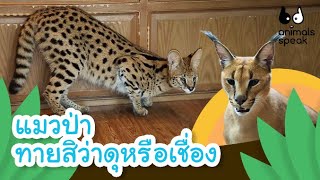 แมวป่า ทายสิว่าดุหรือเชื่อง | Animals Speak [Mahidol Kids]