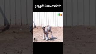 ลูกอูฐตัวน้อย ดุ๊กดิ๊กน่ารักมาก #Shorts