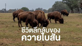สารคดี สำรวจโลก ตอน ชีวิตลึกลับของควายไบสัน