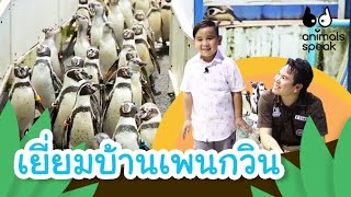 เยี่ยมบ้านเพนกวิน | Animals Speak [by Mahidol Kids]