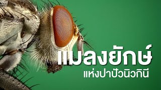 สารคดีสำรวจโลก ตอน แมลงยักษ์แห่งปาปัวนิวกินี