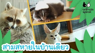 สามสหายในบ้านเดียว สกังก์ แร็กคูน เฟนเนกฟ็อกซ์ | Animals Speak [Mahidol Kids]