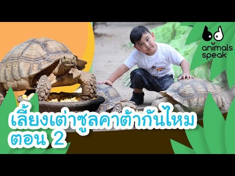 เลี้ยงเต่าซูลคาต้ากันไหม ตอน 2 | Animals Speak [by Mahidol Channel]