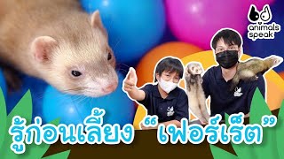 รู้ก่อนเลี้ยง “เฟอร์เร็ต” | Animals Speak