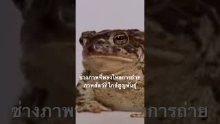 #สำรวจโลก #doxzilla #สารคดี #สัตว์ใกล้สูญพันธุ์