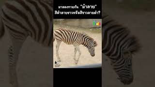 ลองทายกัน … ม้าลายสีดำลายขาวหรือขาวลายดำ #Shorts