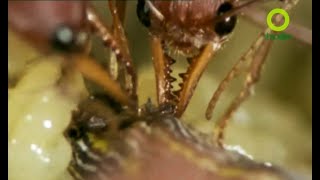 สารคดี สำรวจโลก ตอน อาวุธของนักล่าตัวจิ๋ว