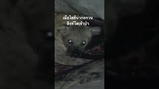#สำรวจโลก #สารคดี #ไฮยีน่า #สารคดีสัตว์โลก #doxzilla