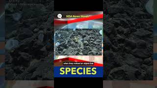 News Words: Species