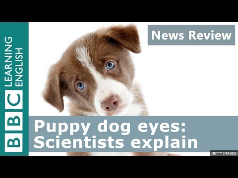 Puppy dog eyes: Scientists explain - News Review