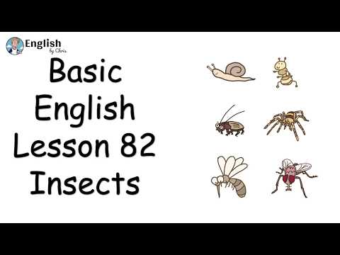 ผู้เริ่มต้น English - Lesson 82 - Insects