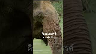 #สำรวจโลก #doxzilla #สารคดี #สารคดีสัตว์ #สารคดีสัตว์โลก